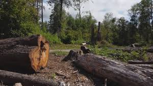 Best Seasonal Cleanup (Spring/Fall)  in Pantego, TX